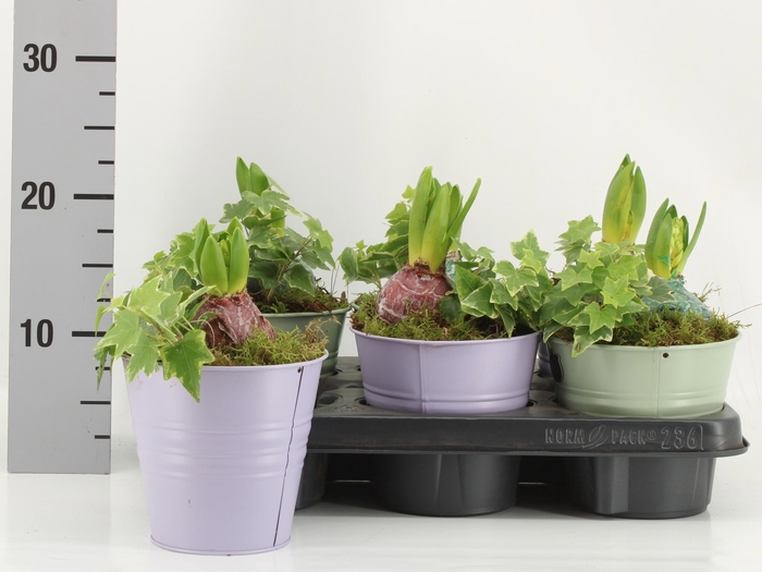 <h4>ARR KAMERPL</h4>