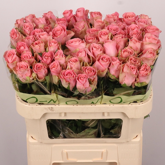 <h4>R GR HERMOSA+</h4>