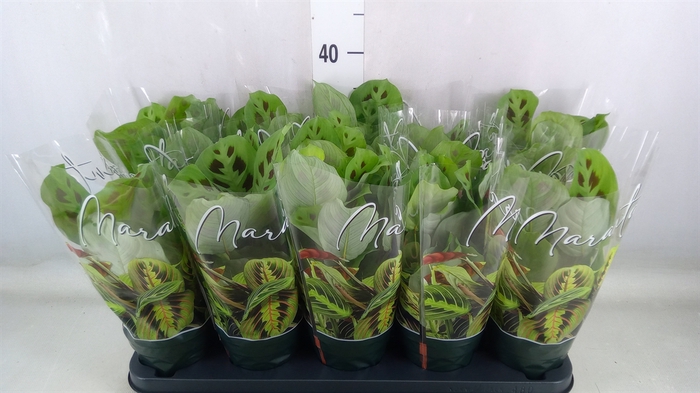 <h4>Maranta leuc. 'Kerchoveana'</h4>