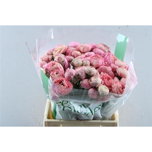 Ran Aazur Antiq Rose