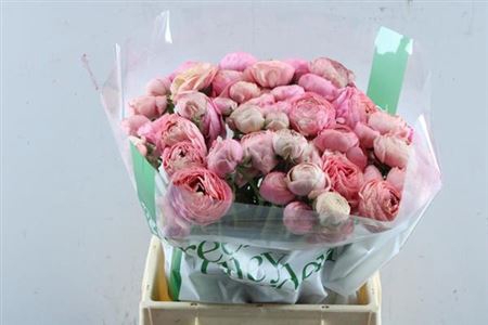<h4>Ran Aazur Antiq Rose</h4>