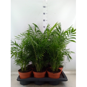 Chamaedorea elegans