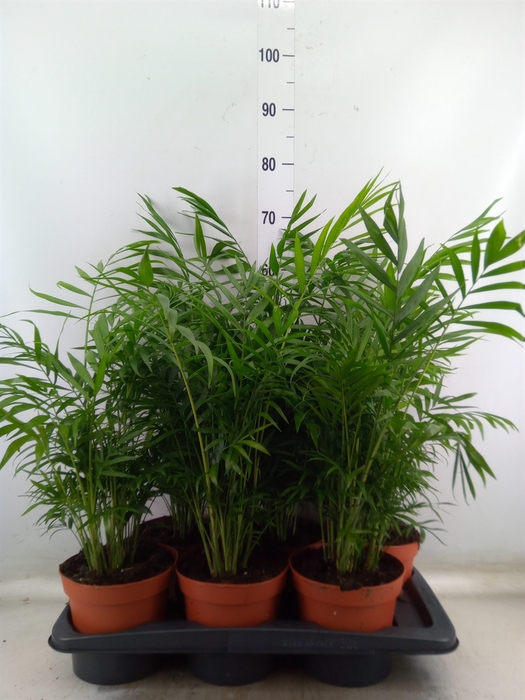 <h4>Chamaedorea elegans</h4>