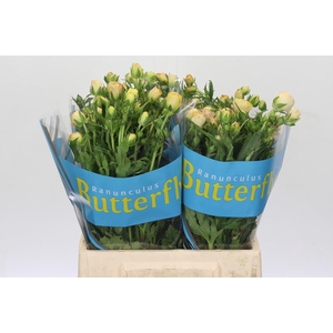 Ranunculus Butterfly Hestia