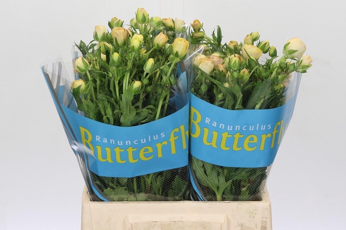 <h4>Ranunculus Butterfly Hestia</h4>