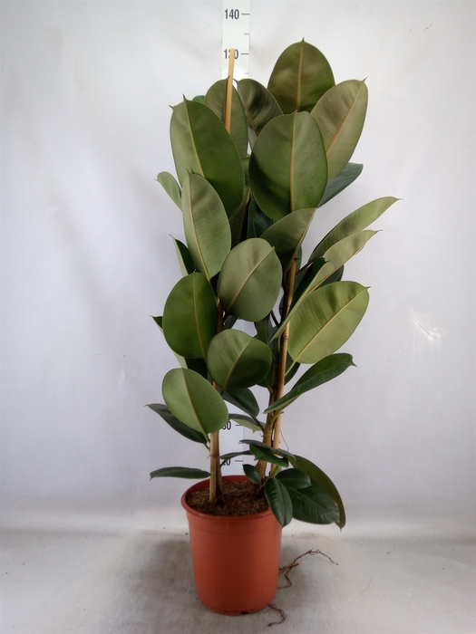 <h4>Ficus elastica 'Robusta'</h4>