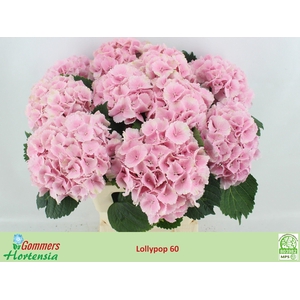 HYDR M CH LOLLYPP RZ