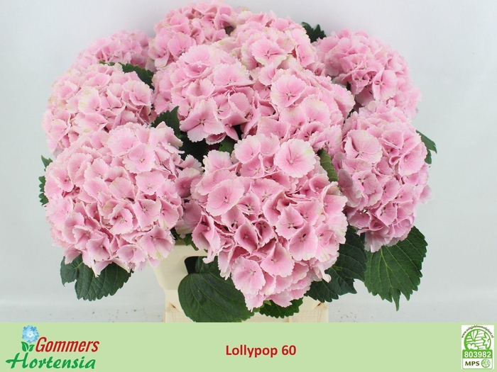 <h4>HYDR M CH LOLLYPP RZ</h4>