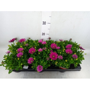 Osteospermum  'Sunny Mary'