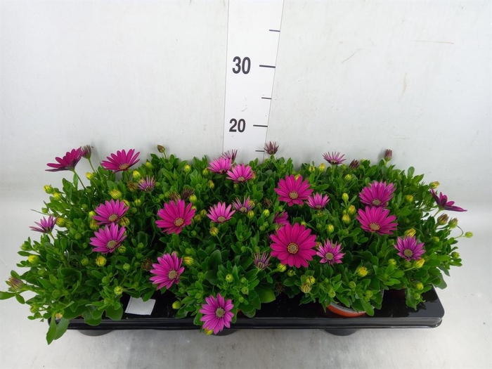 <h4>Osteospermum  'Sunny Mary'</h4>