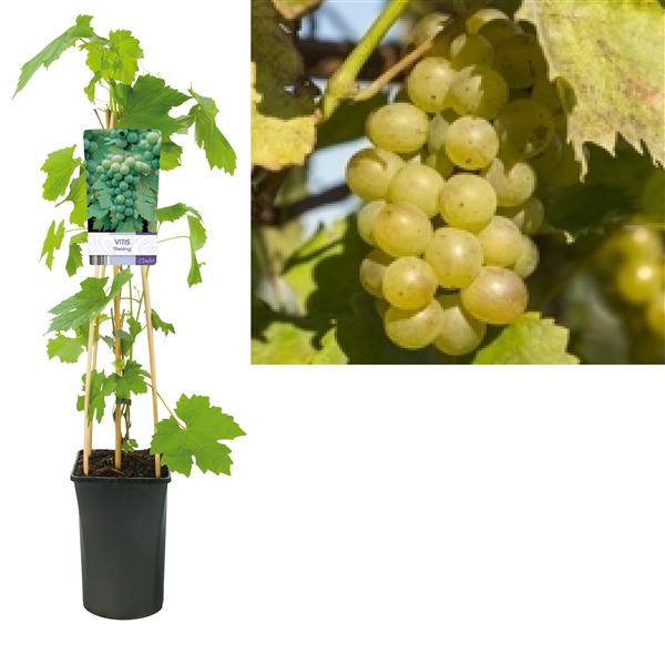 <h4>Vitis 'Riesling' +light label</h4>