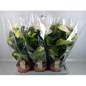 Anthurium andr. 'Alpine'