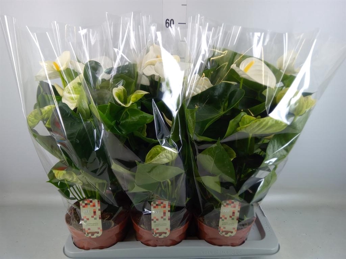 <h4>Anthurium andr. 'Alpine'</h4>