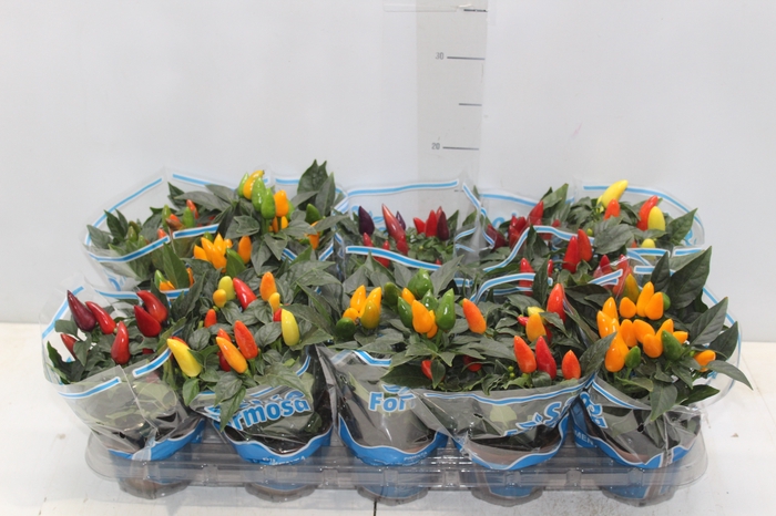 <h4>PIMENTA P11</h4>