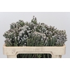 Kaaps Groen Silver Brunia