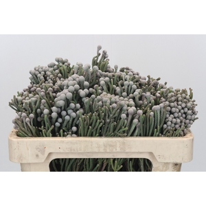Kaaps Groen Silver Brunia