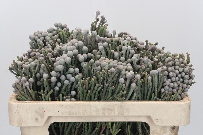 Kaaps Groen Silver Brunia