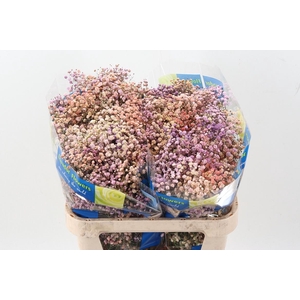 Gy Xlence Autumn Pastel