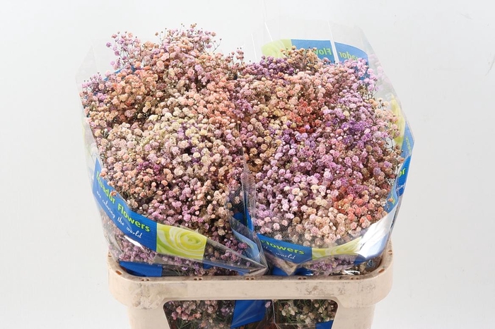 <h4>Gy Xlence Autumn Pastel</h4>