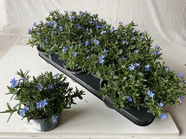 Glando Dif Heaven Bl