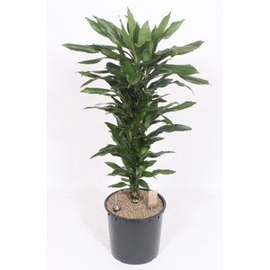 Dracaena Janet Lind