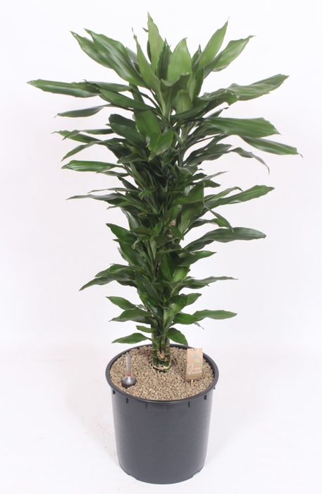 <h4>Dracaena Janet Lind</h4>