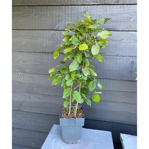 Carpinus betulus P17