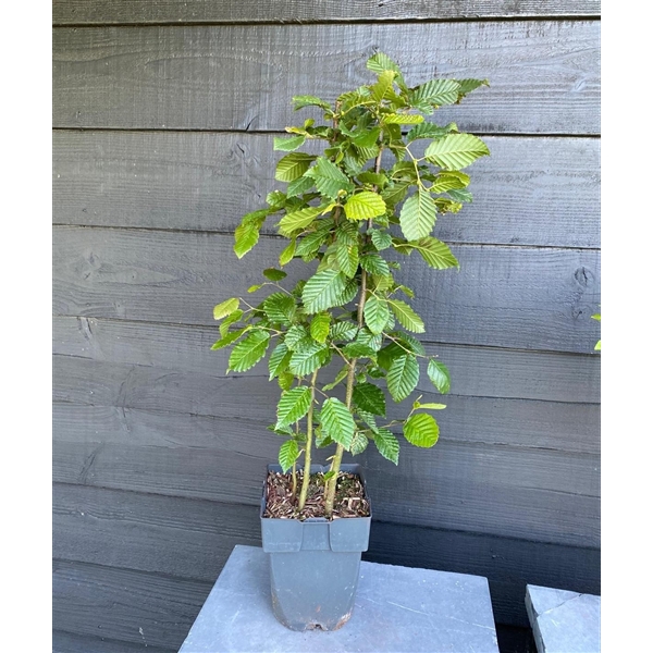 <h4>Carpinus betulus P17</h4>