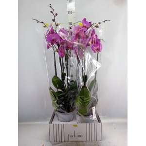 Phalaenopsis   ...lilac