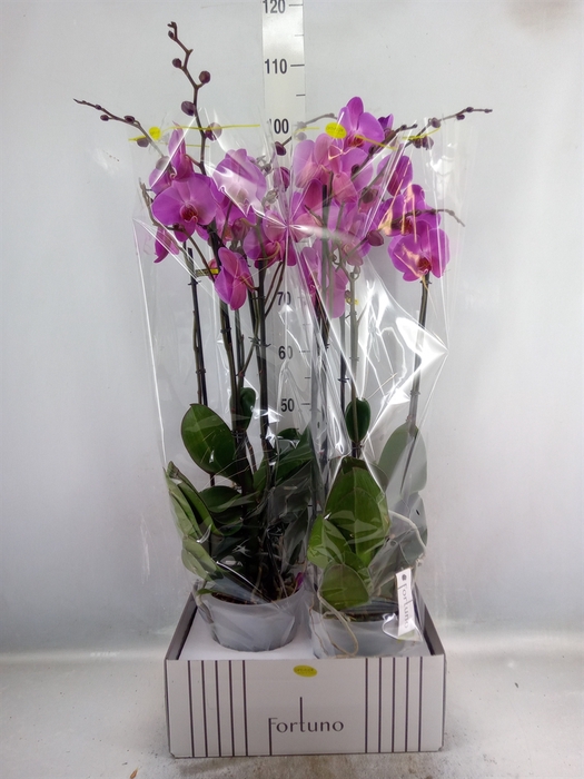 <h4>Phalaenopsis   ...lilac</h4>