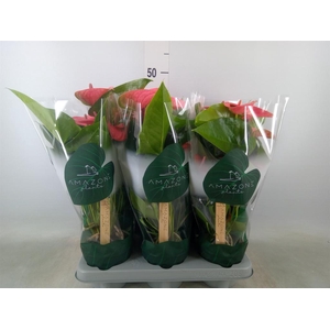 Anthurium andr. 'Sweet Dream'