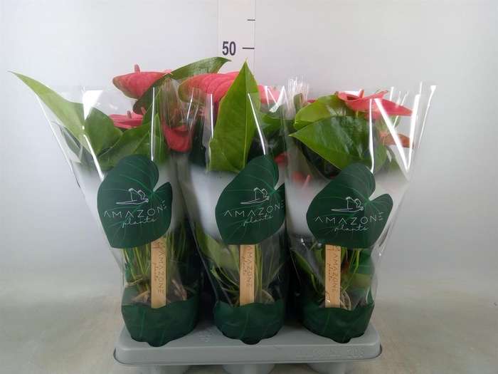 <h4>Anthurium andr. 'Sweet Dream'</h4>
