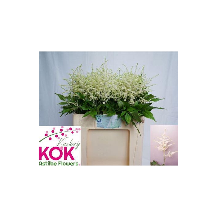 <h4>Astil Ja Washington 55cm</h4>