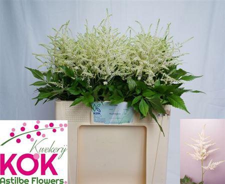 Astil Ja Washington 55cm