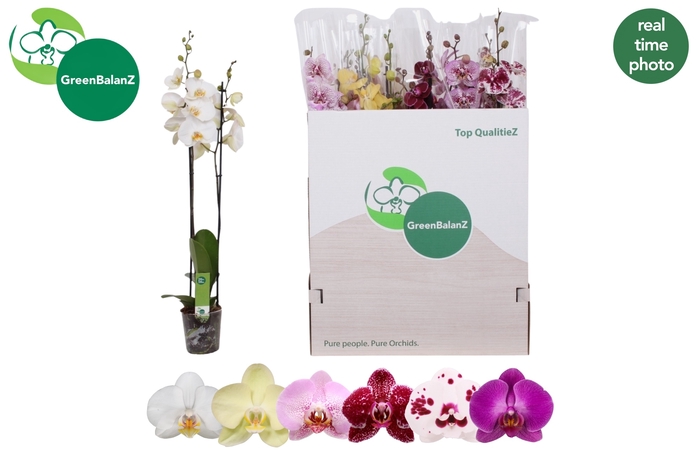 <h4>PHAL GEM 5 KL</h4>