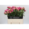 Paeonia Glory Hallelujah