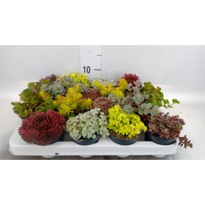 Rotsplanten   ...mix   [Rock plant]