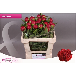 Paeonia Red Charm | Heavy Quality
