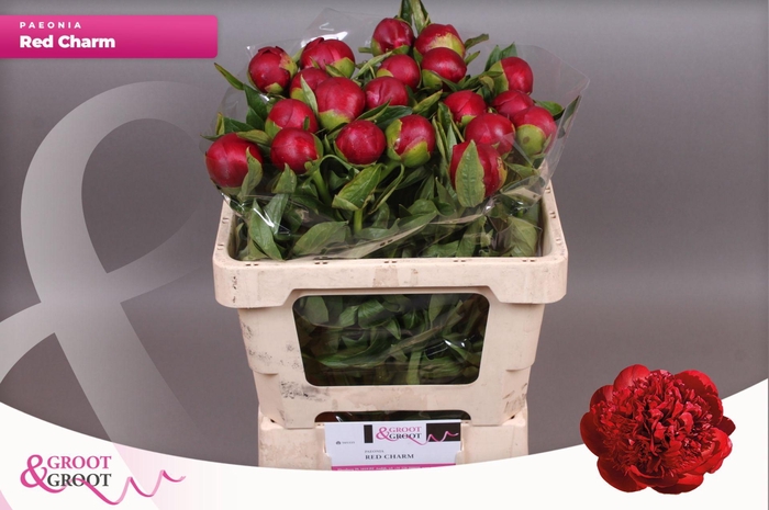 <h4>Paeonia Red Charm | Heavy Quality</h4>