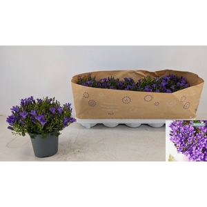 CAMP POR AMBE INT PU