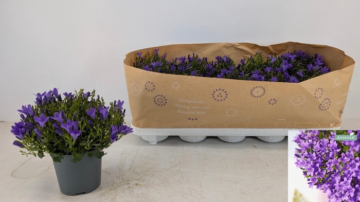 <h4>CAMP POR AMBE INT PU</h4>