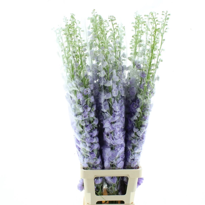 <h4>Delphinium Aurora Lavendel Super</h4>
