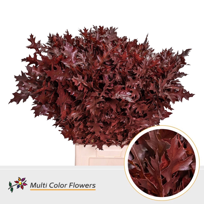 <h4>Eik Fijn (80 cm) Bordeaux</h4>