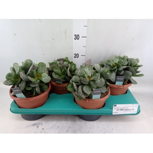 Adromischus maculatus