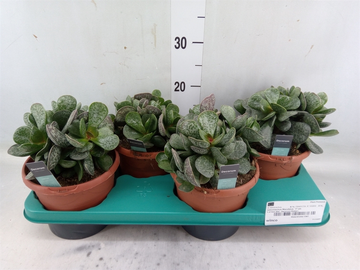 <h4>Adromischus maculatus</h4>