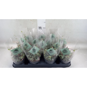 Ceropegia woodii ssp. woodii