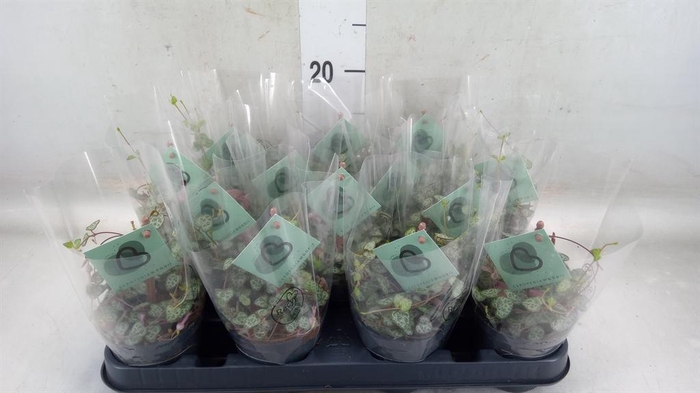 <h4>Ceropegia woodii ssp. woodii</h4>