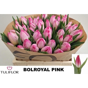 TU EN BOLROYAL PINK