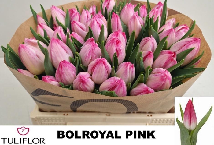 <h4>TU EN BOLROYAL PINK</h4>
