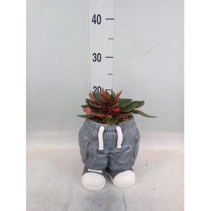 Arr.   Kamerplant Groen L%